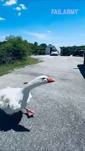 i finally get donald duck 😂 #ducks #donaldduck #fail #shorts #reels | FailArmy