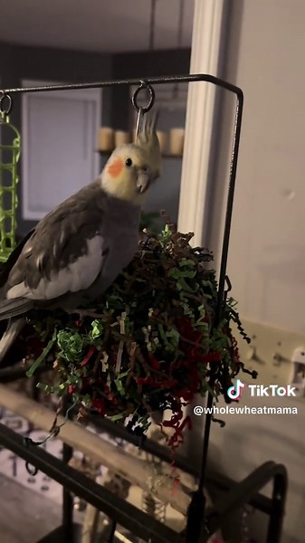 Cockatiel Enjoys Playtime with Shredder Ball