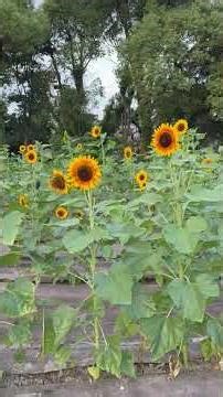 朝焼けを見ながら鳥の声を聞く♪♬