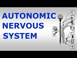(Chp#14) AUTONOMIC NERVOUS SYSTEM | Snell's NeuroAnatomy | Dr Asif Lectures