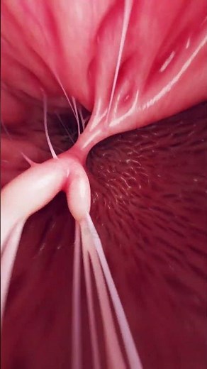 Inside the Heart: Traveling Through the Tricuspid Valve #Shorts #HeartAnatomy