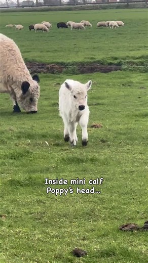 1K views · 4.3K reactions | Inside mini calf Poppy’s head 來❤️ #poppy #minicow #calf #minikoe #koe #cow #kalfje #minigalloway | Boerderij TV | Facebook