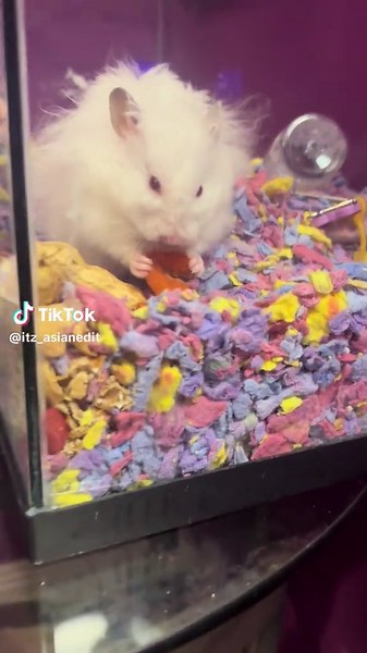 Hello kitty/asian edits (@itz_asianedit)’s videos with original sound - ⟡