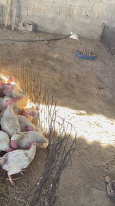 We are outside making shagala happy part 1 | 1k Oko Shagala