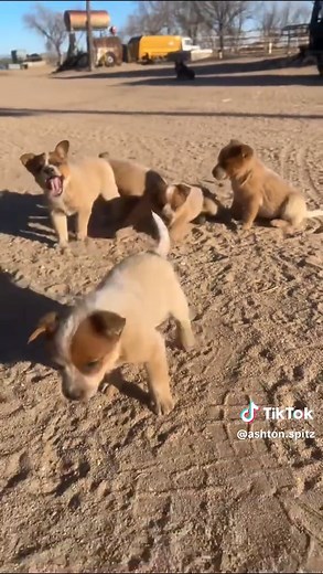 Red Heeler Puppies for Sale in Lamar, Colorado