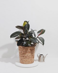 Ficus Elastica - Burgundy Rubber Tree