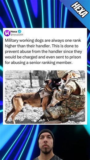 Military dog's rank you didn't know about