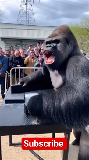 Man vs Gorilla Arm Wrestling… Bad Idea 😳 | 1 Second Later…
