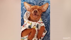 Funny Animal Clips That Will Brighten Your Day Instantly