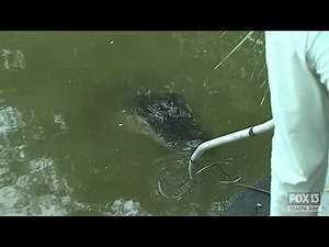 Trappers nab alligator that attacked homeless Florida woman