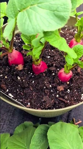 Are You Eating Radish leaves ? Or Throwing it out ? "Must Watch" "#amazing #healthy #garden