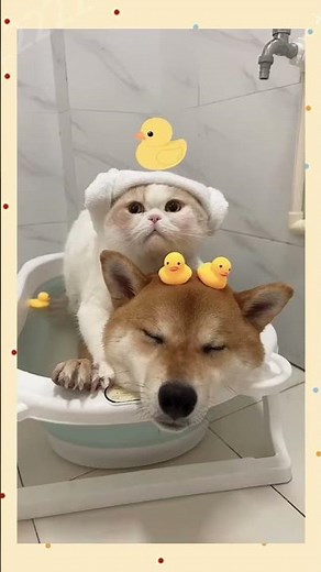 In Love: Cut & Dog 🐶🐱💞 — Adorable Bond