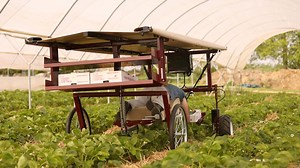 RoHand II Strawberry & Produce Harvester - Harvest Pro Mfg