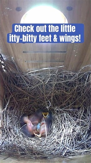 So Adorable! Check Out the Eastern Bluebird Nestlings Little Wings and Feet!