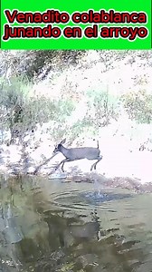 882K views · 2.7K reactions | Venadita colablanca jugando en el arroyo, o sera que anda escapando de los insectos歷 Video captado mediante camaratrampa en el estado de Sonora Mexico 歷 | fauna silvestre | Facebook