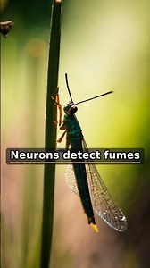 Locusts Smell 'Forever Chemicals' in Air | Amazing Animals