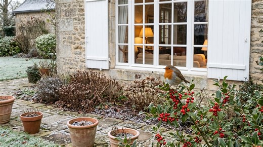 Le jardinier du roi Charles l'assure : plantez cette fleur d'hiver et les rouges-gorges afflueront en janvier chez vous