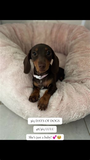 365 Days of Dogs Posting a dog every day for a year to showcase the amazing dogs in my life. #dogs #dogsoftiktok #365daysofdogs