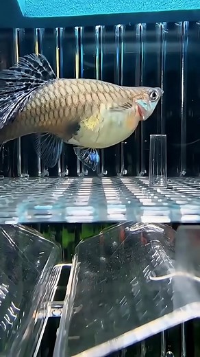 Live bearers are fish that retain their eggs inside the body and give birth to live, free-swimming young | Underwater World