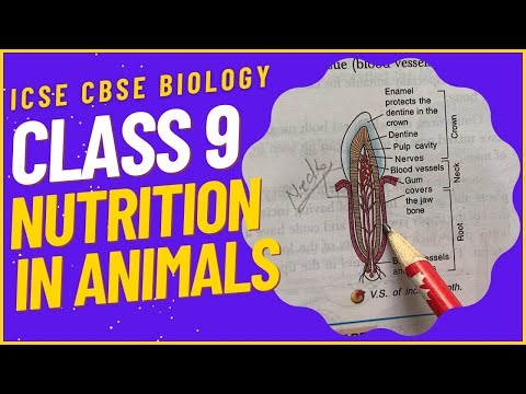 CLASS 9 Tutorial: Nutrition in Animals || Biology || ICSE