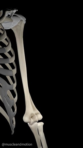 💪 Anatomy Spotlight: Elbow Flexors - New 3D Model! 💪 Ready to train better and more efficiently? Check out our STRENGTH TRAINING APP link in bio! #AnatomySpotlight #ElbowFlexors #BicepsBrachii #Brachialis #Brachioradialis #FitnessJourney #Gains #StrongArms #WorkoutMotivation #NewModel #muscleandmotion