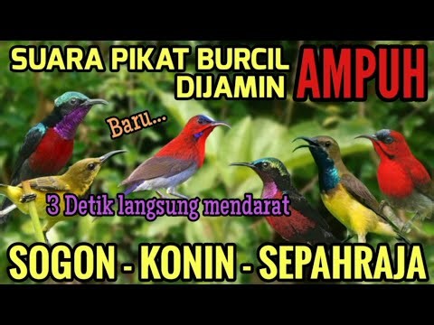 Suara Pikat Sogon, Konin, Sepahraja Paling Ampuh Untuk Mikat Burung Kecil