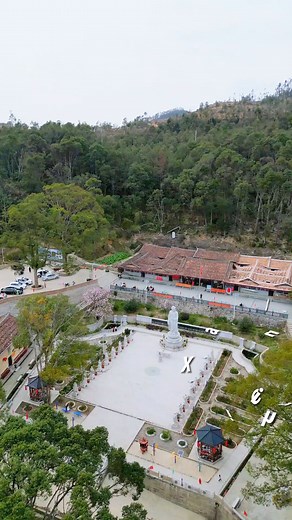 2.1K views · 57 reactions | Have you ever seen a #magnolia tree with an age of over a hundred years? In a millennium-old temple in Xianyou county, Fujian province, there is just such a magnolia tree that is over 300 years old. Nearly ten thousand #flowers bloom on its branches, and from afar, it looks like an unfolded "giant flower umbrella," truly spectacular. | Hola Fujian | Facebook