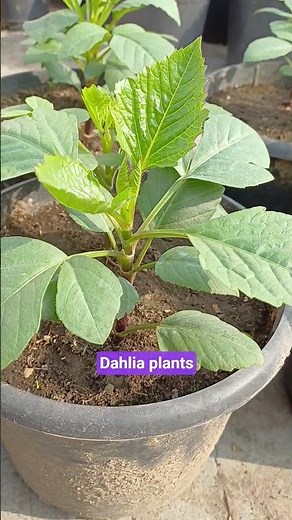 How to Grow Dahlia Flowers in Pots on Terrace | Full Care Guide