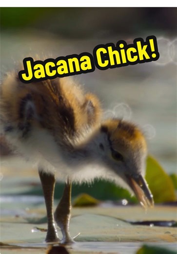Wide feet, watchful dad 🥹 #parenthood #jacanas #birds #soothing #wildlife