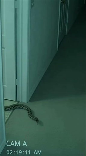 Security Cam Catches a Snake in the Bathroom at 3AM Jump Scare!