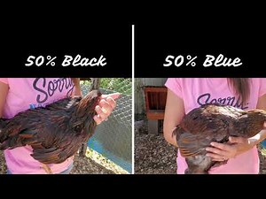 Color Genetics Breeding Wyandotte Chickens