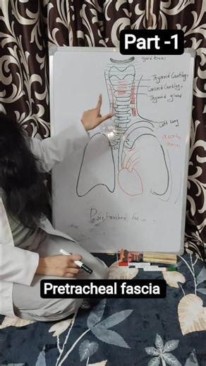 pretracheal fascia part -1 #physiotherapist #anatomy #fascia #viral