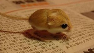 Baluchistan pygmy jerboa - Alchetron, the free social encyclopedia