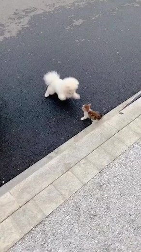 ‏kitten vs cute dog play #dog #cat #kittentok #dogsofttiktok