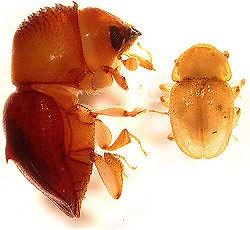 Austroplatypus incompertus - Alchetron, the free social encyclopedia