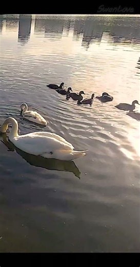 Morning Picnic of #Ducks 20220615 #Swan #cygne #duckling #Nature v9