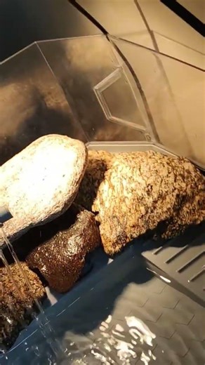 new turtle tank setup #turtle 🐢