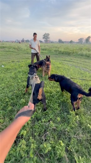Rottweiler Thor vs 2 german sepherd 😱 #doglovers