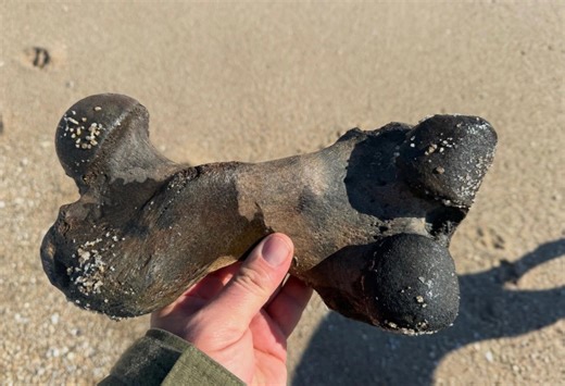 A dog, a bone and an ancient discovery along a Bay Head beach