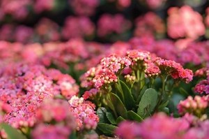 40 Different Kalanchoe Varieties with Pictures | Succulent Alley