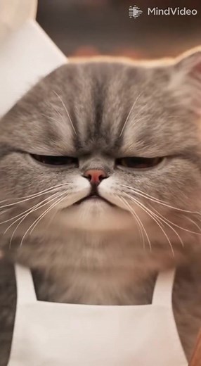 The Cat Chef Strikes Back #CatChef #FunnyCat #KitchenComedy #RealCatVideo #CatLovers #HilariousPets #EpicPetMoments #ComedyShorts #ViralPets #ChefLife | Cats At Work