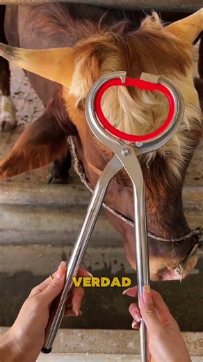 ¿Por qué los animales grandes necesitan piercings#animals #bull#cow#nosering#facts#short