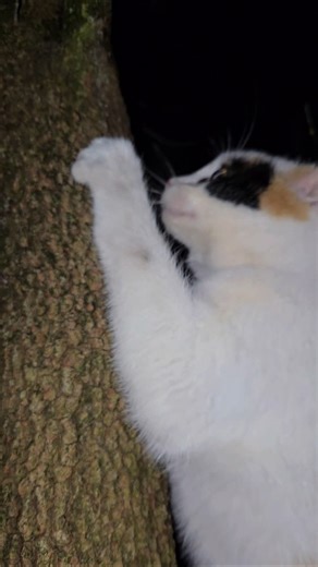 🐈 it's still happening.. cats in trees 🌳 #shorts