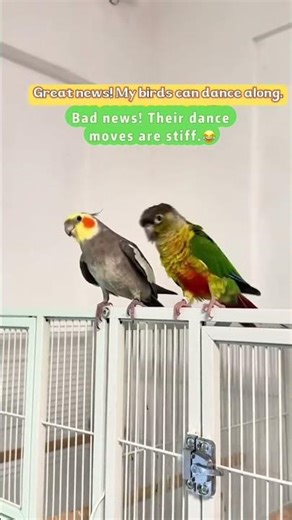 The stiffest little sun conure 🦜#DancingParrot #ParrotDance#BirdDance#GroovyBird#VibeBird