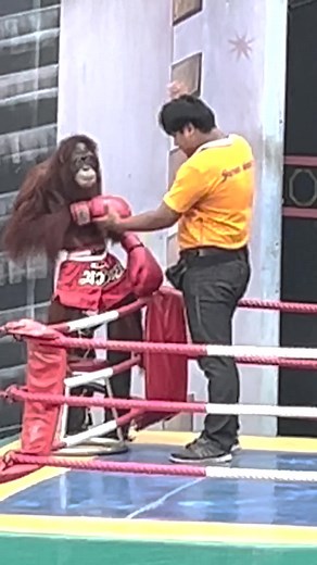 Orangutan Kick Boxing Show