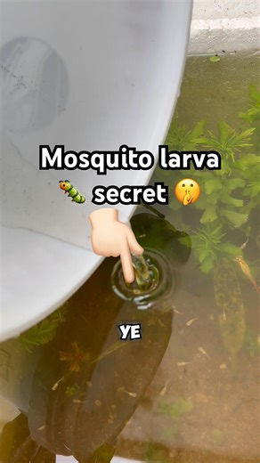 Mosquito Larvae Dalte hi Guppies ho gyi pagal 😱 #mosquito #larva #live #fish
