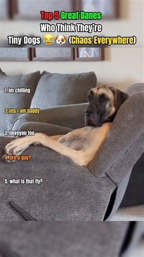 Top 5 Great Danes Who Think They’re Tiny Dogs 😂🐶 (Chaos Everywhere)