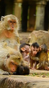 3.8K views · 581 reactions | So beautiful adorable newborn baby monkeys so many little babies! | Good Or Bad | Facebook