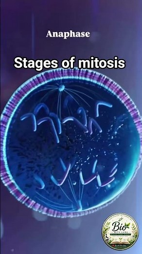 Mitosis Made Easy 🧬 | Prophase to Cytokinesis #biologywithlaiba