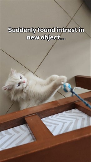 CloudtailSimbu on Instagram: "Who needs a laser pointer when you have a string and a ball? She's purr-fectly entertained! 🧶⚽ #cat #catreel #catvideos #reels #viralcat"